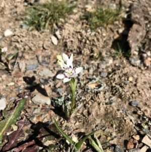 Wurmbea dioica subsp. dioica at Forde, ACT - 6 Sep 2020