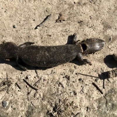 Tiliqua rugosa (Shingleback Lizard) at Mulligans Flat - 6 Sep 2020 by annamacdonald