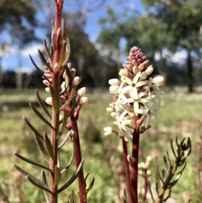 Stackhousia monogyna (Creamy Candles) at Forde, ACT - 6 Sep 2020 by annamacdonald