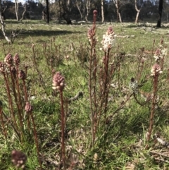 Stackhousia monogyna at Forde, ACT - 6 Sep 2020