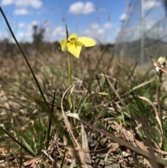 Diuris chryseopsis (Golden Moth) at Mulligans Flat - 6 Sep 2020 by annamacdonald