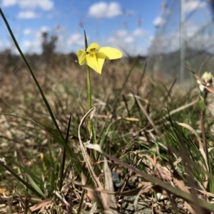 Diuris chryseopsis at Forde, ACT - suppressed