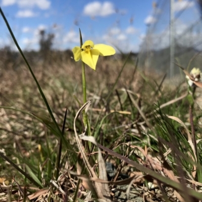 Diuris chryseopsis (Golden Moth) at Forde, ACT - 6 Sep 2020 by annamacdonald