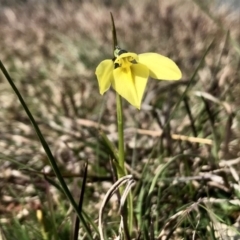 Diuris chryseopsis at Forde, ACT - 6 Sep 2020