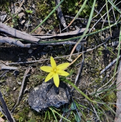 Hypoxis hygrometrica (Golden Weather-grass) at Mulligans Flat - 6 Sep 2020 by annamacdonald