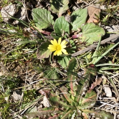 Cymbonotus sp. (preissianus or lawsonianus) (Bears Ears) at Mulligans Flat - 6 Sep 2020 by annamacdonald