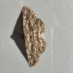 Ectropis (genus) (An engrailed moth) at Page, ACT - 4 Sep 2020 by annamacdonald