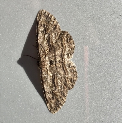 Ectropis (genus) (An engrailed moth) at Page, ACT - 4 Sep 2020 by annamacdonald