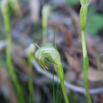 Pterostylis nutans (Nodding Greenhood) at Acton, ACT - 6 Sep 2020 by ClubFED