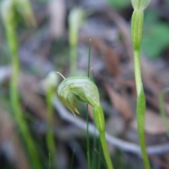 Pterostylis nutans (Nodding Greenhood) at Black Mountain - 6 Sep 2020 by ClubFED