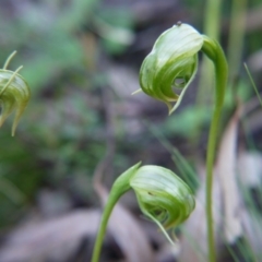 Pterostylis nutans at Acton, ACT - 6 Sep 2020