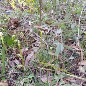 Pterostylis nutans at Acton, ACT - 6 Sep 2020