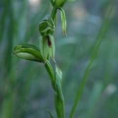 Bunochilus umbrinus (Broad-sepaled Leafy Greenhood) at Black Mountain - 6 Sep 2020 by ClubFED