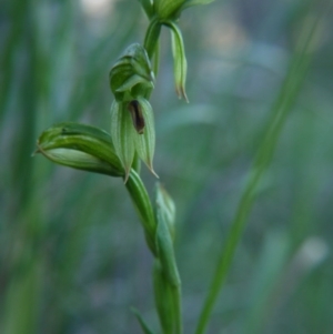 Bunochilus umbrinus (ACT) = Pterostylis umbrina (NSW) at suppressed - suppressed