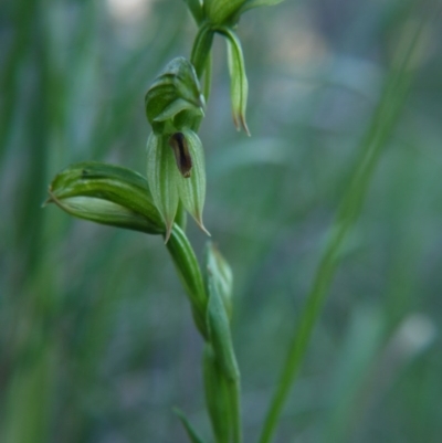 Bunochilus umbrinus (ACT) = Pterostylis umbrina (NSW) (Broad-sepaled Leafy Greenhood) by ClubFED