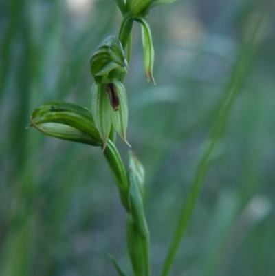 Bunochilus umbrinus (Broad-sepaled Leafy Greenhood) at Black Mountain - 6 Sep 2020 by ClubFED