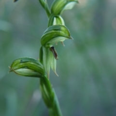 Bunochilus umbrinus (ACT) = Pterostylis umbrina (NSW) at suppressed - suppressed