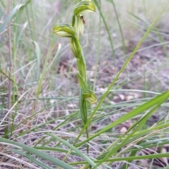 Bunochilus umbrinus (ACT) = Pterostylis umbrina (NSW) at suppressed - suppressed