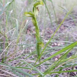 Bunochilus umbrinus (ACT) = Pterostylis umbrina (NSW) at suppressed - suppressed