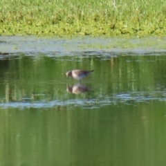 Calidris acuminata (Sharp-tailed Sandpiper) at Fyshwick Sewerage Treatment Plant - 6 Sep 2020 by RodDeb