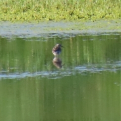 Calidris acuminata at Fyshwick Sewerage Treatment Plant - 6 Sep 2020 03:25 PM