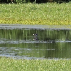 Calidris acuminata at Fyshwick Sewerage Treatment Plant - 6 Sep 2020 03:25 PM