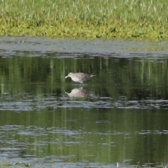 Calidris acuminata at Fyshwick Sewerage Treatment Plant - 6 Sep 2020 03:25 PM