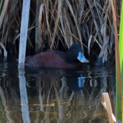 Oxyura australis (Blue-billed Duck) at Fyshwick, ACT - 6 Sep 2020 by RodDeb