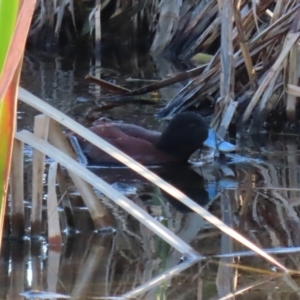 Oxyura australis at Fyshwick, ACT - 6 Sep 2020