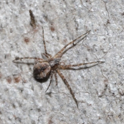 Tamopsis sp. (genus) (Two-tailed spider) at Downer, ACT - 4 Sep 2020 by TimL