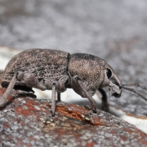 Polyphrades paganus at Downer, ACT - 4 Sep 2020 01:01 PM