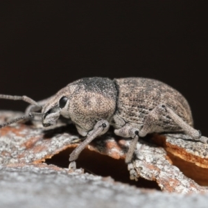 Polyphrades paganus at Downer, ACT - 4 Sep 2020