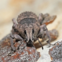 Polyphrades paganus at Downer, ACT - 4 Sep 2020