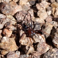 Habronestes bradleyi (Bradley's Ant-Eating Spider) at Stromlo, ACT - 6 Sep 2020 by rawshorty