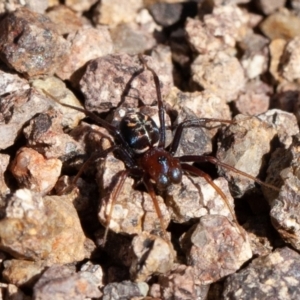 Habronestes bradleyi at Stromlo, ACT - 6 Sep 2020 11:38 AM