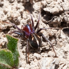 Habronestes bradleyi at Stromlo, ACT - 6 Sep 2020 11:38 AM