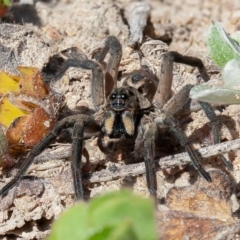 Tasmanicosa sp. (genus) (Unidentified Tasmanicosa wolf spider) at Isaacs Ridge and Nearby - 6 Sep 2020 by rawshorty
