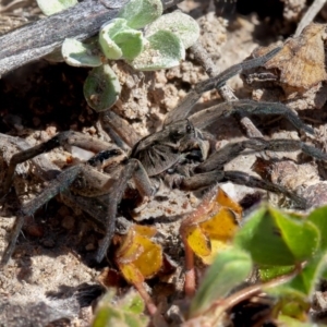 Tasmanicosa sp. (genus) at Isaacs Ridge - 6 Sep 2020