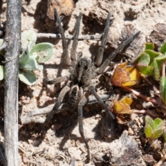 Tasmanicosa sp. (genus) at Isaacs Ridge - 6 Sep 2020