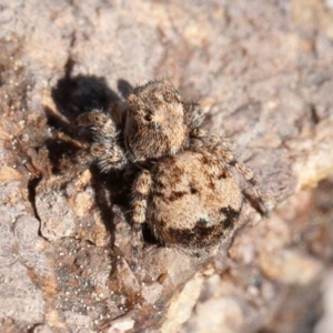 Salticidae (family) at Strathnairn, ACT - 6 Sep 2020