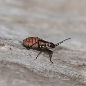 Dysdercus sidae at Calwell, ACT - 5 Sep 2020