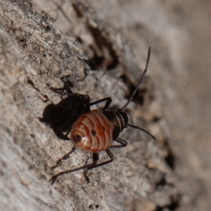 Dysdercus sidae at Calwell, ACT - 5 Sep 2020 09:03 AM