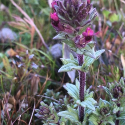 Parentucellia latifolia (Red Bartsia) at Mount Majura - 6 Sep 2020 by JaneR