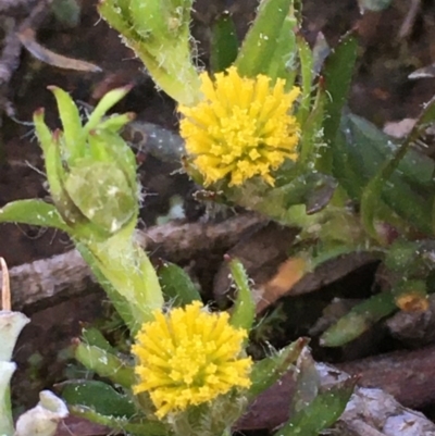 Triptilodiscus pygmaeus (Annual Daisy) at Mount Majura - 6 Sep 2020 by JaneR