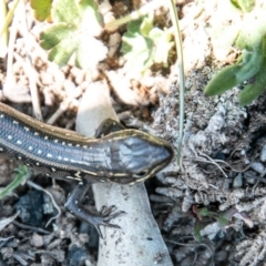 Liopholis whitii (White's Skink) at Paddys River, ACT - 4 Sep 2020 by SWishart