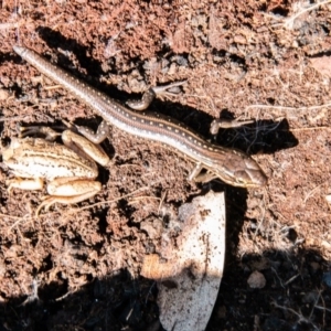 Liopholis whitii at Paddys River, ACT - 4 Sep 2020