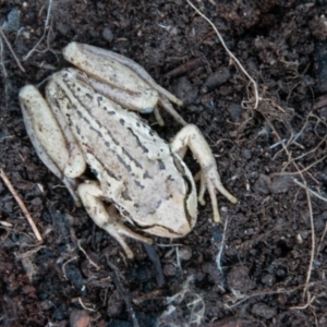 Litoria verreauxii verreauxii at Paddys River, ACT - 4 Sep 2020