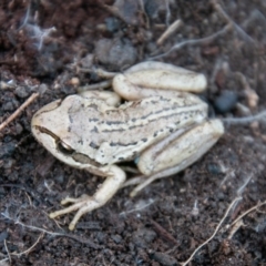 Litoria verreauxii verreauxii at Paddys River, ACT - 4 Sep 2020 10:58 AM