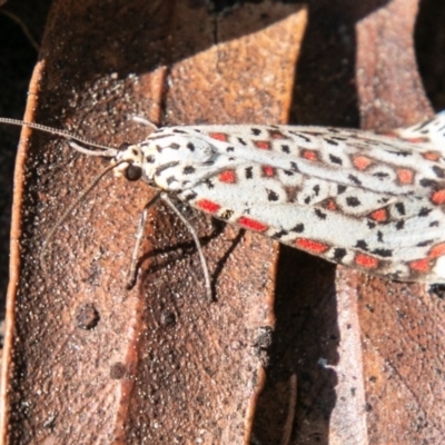 Utetheisa pulchelloides (Heliotrope Moth) at Namadgi National Park - 4 Sep 2020 by SWishart