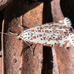 Utetheisa pulchelloides at Tennent, ACT - 4 Sep 2020